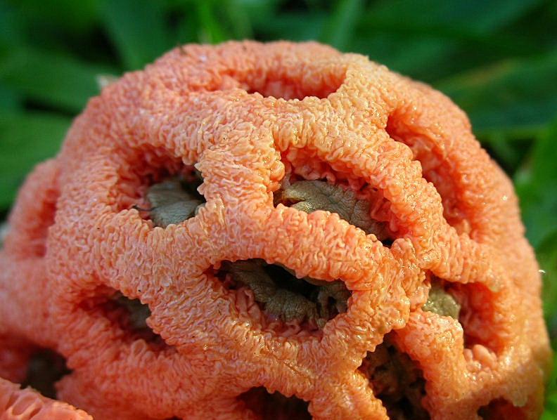 Clathrus ruber? (Bracciano - RM) 24.10.06